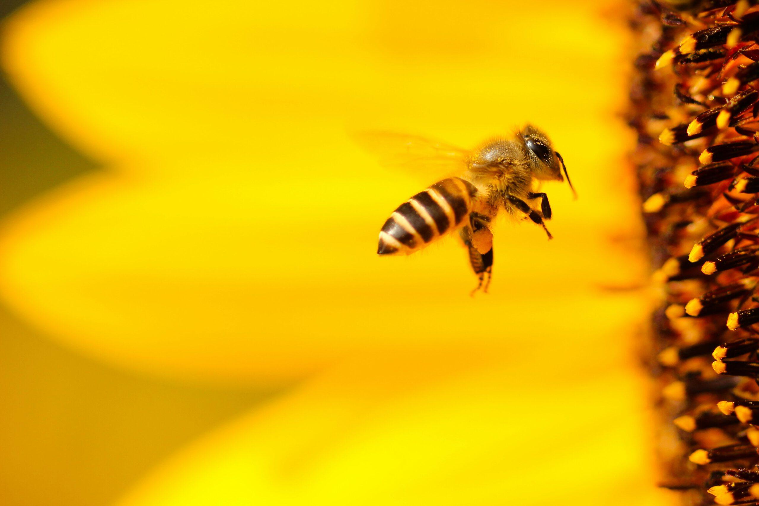 Bienengift